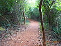 Inside a semi-evergreen (or semi-deciduous) forest in Odisha. Chandaka forest.
