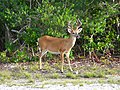 Image 10Key deer in the lower Florida Keys (from Geography of Florida)