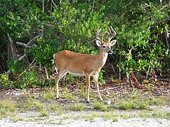 Key deer in the lower Florida Keys