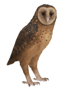 A drawing of Tyto pollens, a large, darkly coloured owl with a heart shaped face.