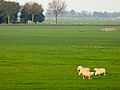 Sheep in the polder