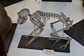 Skeleton in the Miguel Mendez, Malahide, Ireland