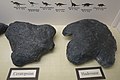 Comparison of a ceratopsian track (left) and hadrosaur track (right). Prehistoric Museum, Price, Utah.
