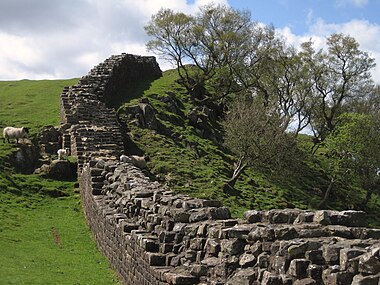 Hadrian's Wall with sheep