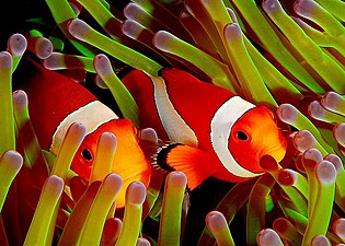 Common clownfish guarding their sea anemone home