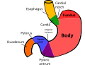 Diagram of regions of the stomach.