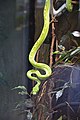 Green tree python at the Vivarium