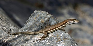 Troodos lizard (Phoenicolacerta troodica)