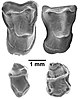 Fossil teeth of Afrasia djijidae