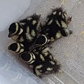 Black-bellied whistling ducklings in South Texas