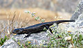 Black girdled lizard on a rock, Table Mountain.