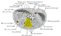 Transverse section across the wrist (palm on top, thumb on left). Capitate bone shown in yellow.