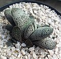 Gasteria baylissiana has distinctive tiny, white, truncate tubercles on both sides of its swollen, convex leaves, that have squarely truncated leaf-tips.