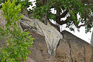 Roots on granite, Kruger National Park