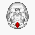 Skull seen from below. The hole through which the medulla (shown in red) is passing is foramen magnum.