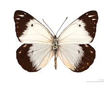 Female - dorsal side