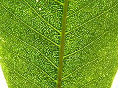 Secretory cavities in leaf
