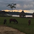 Horses grazing on grass