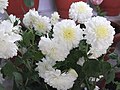 White Chrysanthemum × morifolium, designated imperial personal emblem of Kazuko[3]