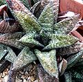 Gasteria batesiana has leaves which are heavily tuberculate (bumpy/warty) and finely rululous (wrinkled).
