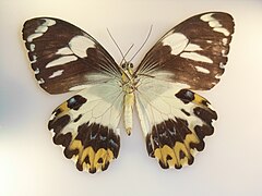 Papilio euchenor sudestensis. Verso