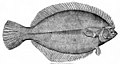 Image 22Flounder have both eyes on one side of their head (from Demersal fish)