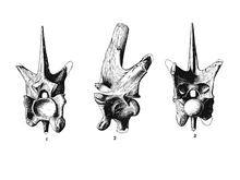 Drawing of multiple views of a vertebra, very high and laterally compressed, of the fossil sea snake Pterosphenus schucherti, from the original description of the species (Lucas, 1898).
