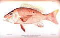 Image 17Red snapper, are generalized reef feeders with standard jaw and mouth structures that allow them to eat almost anything, though they prefer small fish and crustaceans. (from Coral reef fish)