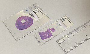 Standard (75 x 25 mm or 3x1″) and large (75 x 51 mm or 3x2″) microscope slide.