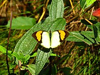 Yellow orange-tip male (Ixias pyrene), "Wildlife and Nature" (India)