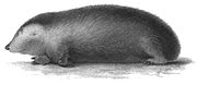 Drawing of golden mole