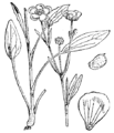 Žgoča zlatica. (Ranúnculus Flámmula.) Illustration #29 in: Martin Cilenšek: Naše škodljive rastline, Celovec (1892)