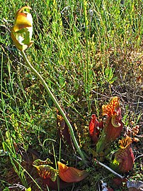The carnivorous pitcher plant (Sarracenia purpurea) growing in Black Tern Bog