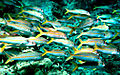 Image 6The yellowfin goatfish changes its colour so it can school with blue-striped snappers (from Coastal fish)