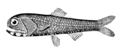 Image 38Lantern fish (from Deep-sea fish)