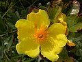 Cochlospermum planchonii flower