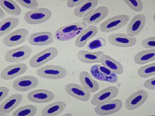 Male (upper left, more pink) and female (lower right, more blue) Haemoproteus columbae parasites in Rock Pigeon nucleated red blood cells.