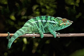 Panther chameleon (Furcifer pardalis) male Nosy Be