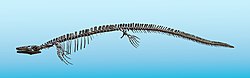 Mounted skeleton of the mosasaur Plioplatecarpus