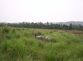 Two rhinoceros in a grassland. There are trees of various sizes in the background. The sky is grey.