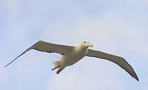 Southern royal albatross in flight