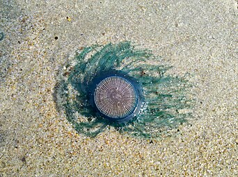 Blue button from Arabian Sea