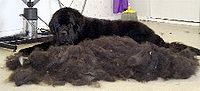 A Newfoundland lying next to its combed-out seasonal undercoat