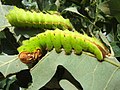 Fifth-instar caterpillars