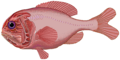 Image 72Orange roughy (from Pelagic fish)