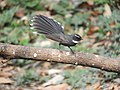 White-throated fantail