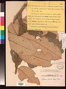 Herbarium specimen of "Aglaia argentea"