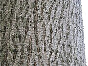 Up-close view of a typical, undisturbed bark in Hong Kong.