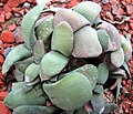 Gasteria glomerata has distichous compact, round, glaucous, recurved rough-surfaced leaves, and forms dense clumps.