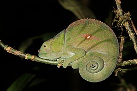 Parson's chameleon (Calumma parsonii cristifer) female Andasibe 2